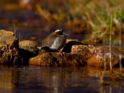 Diademed plover