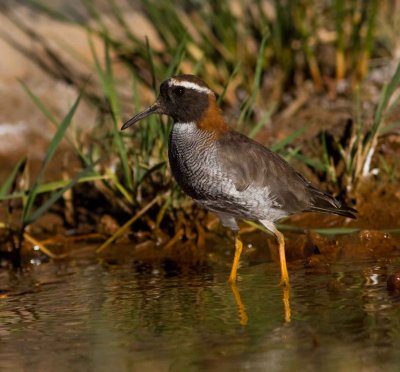 Diademed plover 