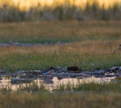 Diademed plover