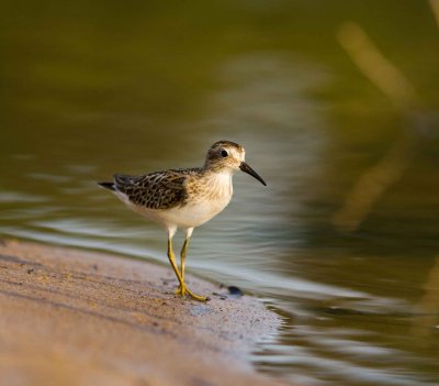 Least Sandpiper (juvenile)