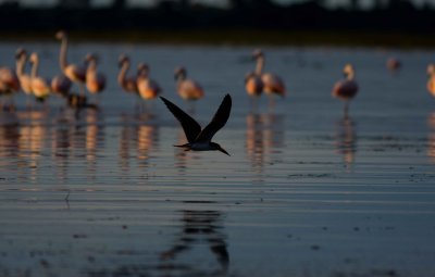 Chilean Flamingo and Black Skimmer 