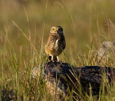 Owls and Nightjars 