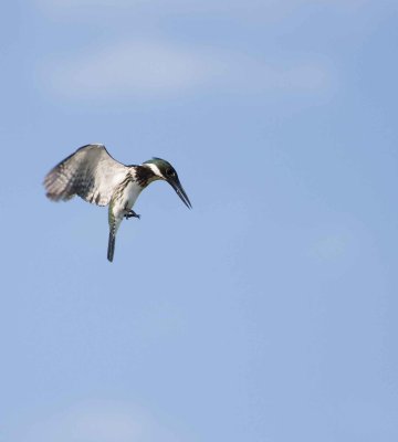 Green Kingfisher