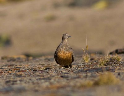 Rufous-bellied Seedsnipe