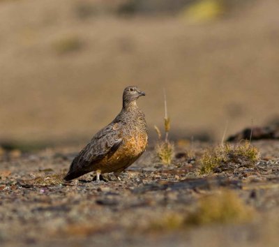 Rufous-bellied Seedsnipe