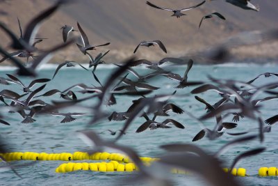 Inca Terns