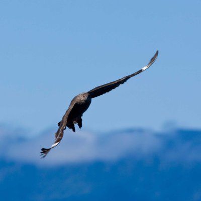 Chilean Skua