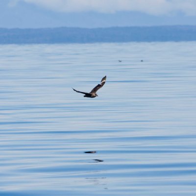 Seabirds