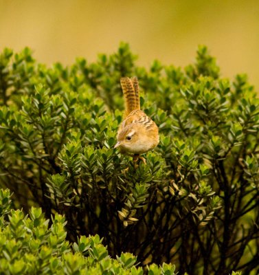 Sedge Wren