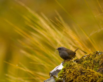 Tapaculos, wrens 