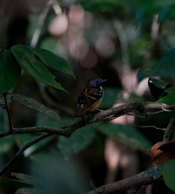 Spot-backed Antbird 