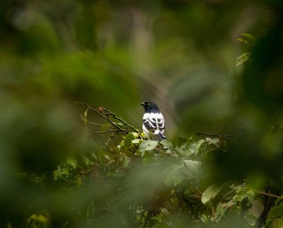 Tanagers 