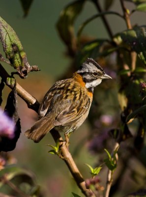 Sparrows 