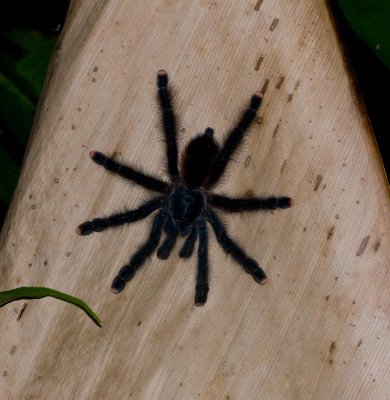 Tarentula ssp.