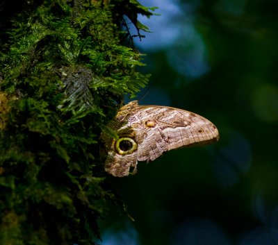 Butterfly ssp.