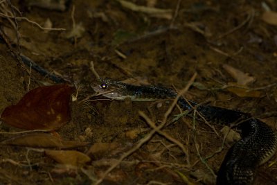 Frog snake