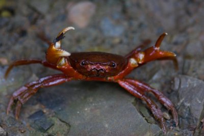Rivercrab ssp. 