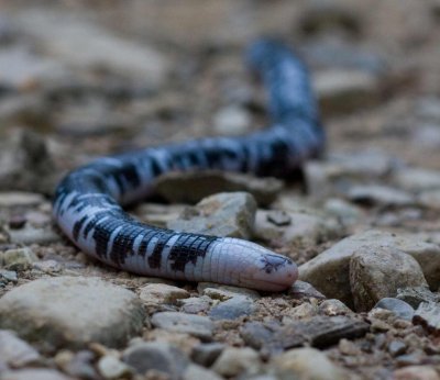  Sooty worm lizard