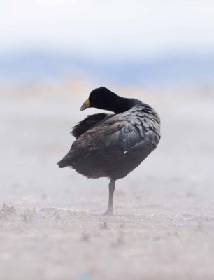 Coots, Grebes and Ducks