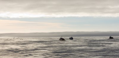 Collecting Kelp