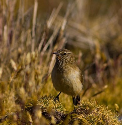 Streak-throated Canastero