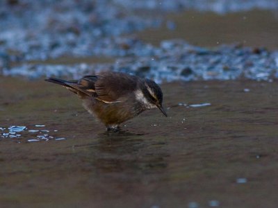 Dark-winged Cinclodes