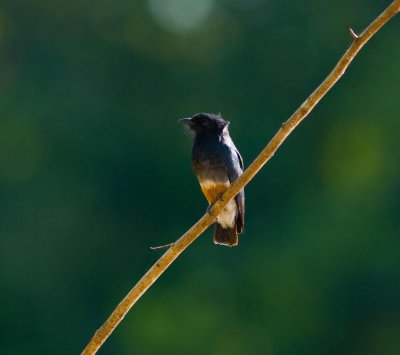 Swallow-winged Puffbird 