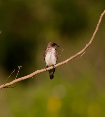 Brown-chested Martin