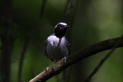 Black-faced Antbird