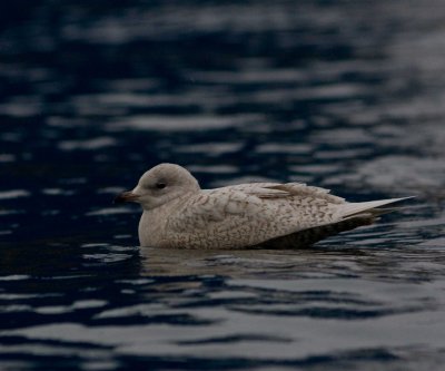 Vitvingad trut/Iceland Gull 