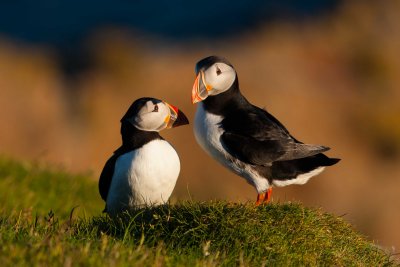 Faroes Birds 