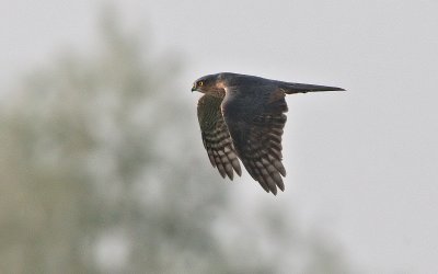 sparviere___sparrowhawk