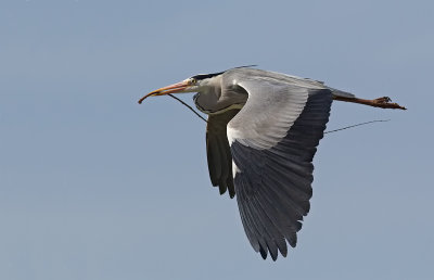 airone cenerino