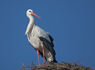 ciconiidae