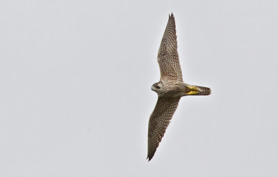 falco_pellegrino_peregrine