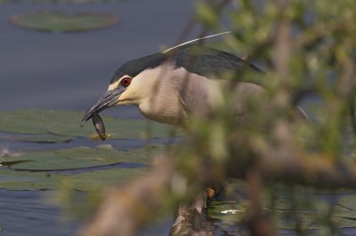 nitticora__night_heron