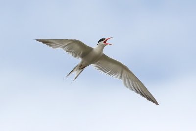 Sterna