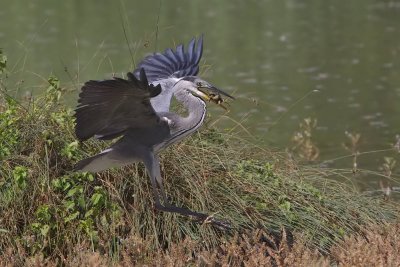 airone cenerino con tartaruga