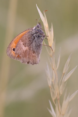 coenonympha