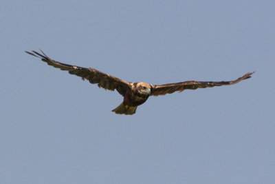 falco di palude