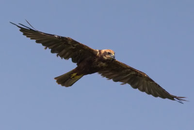 falco di palude