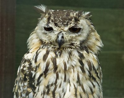 Turkmenian Eagle Owl .jpg