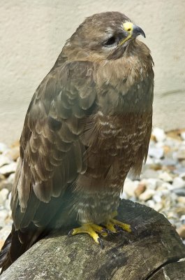 Common Buzzard .jpg
