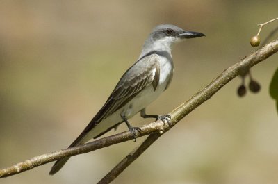 Gray Kingbird.jpg