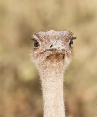 D3_277  Female Somali Ostrich.jpg