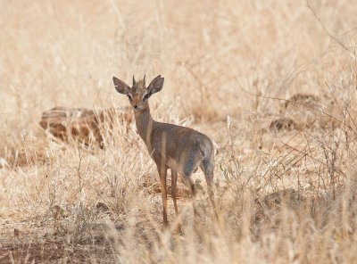 D3_23 Kirks Dik Dik.jpg