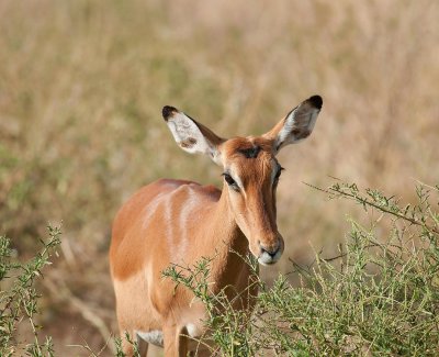 D3_38 Female Impala.jpg