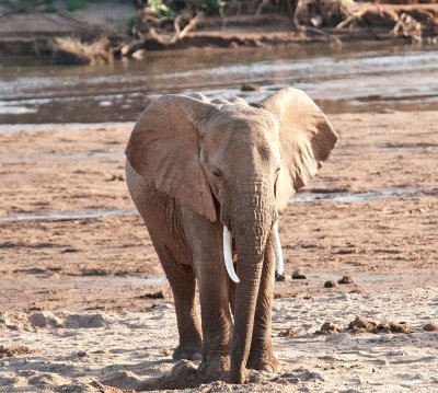 D3_92 African Elephant.jpg