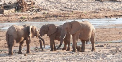 D3_96  Young African Elephants.jpg