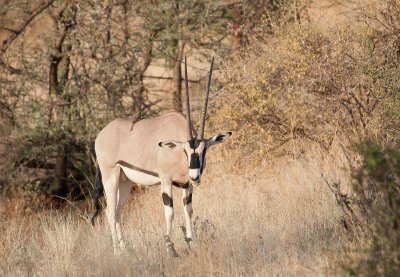 D3_121 Oryx.jpg